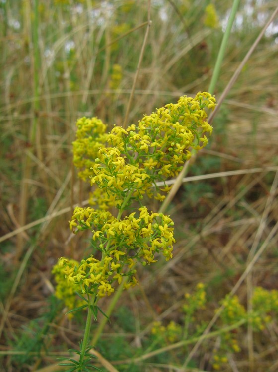 Galium verum